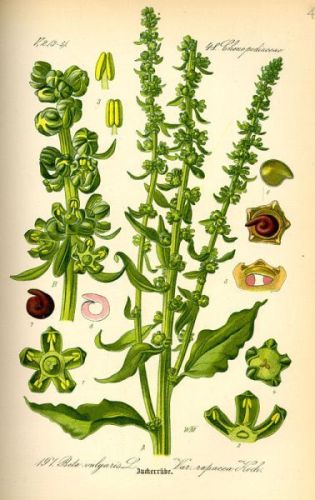 White Beet - Beta vulgaris - свекла сахарная